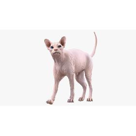Cream Sphynx Cat Rigged 3D model